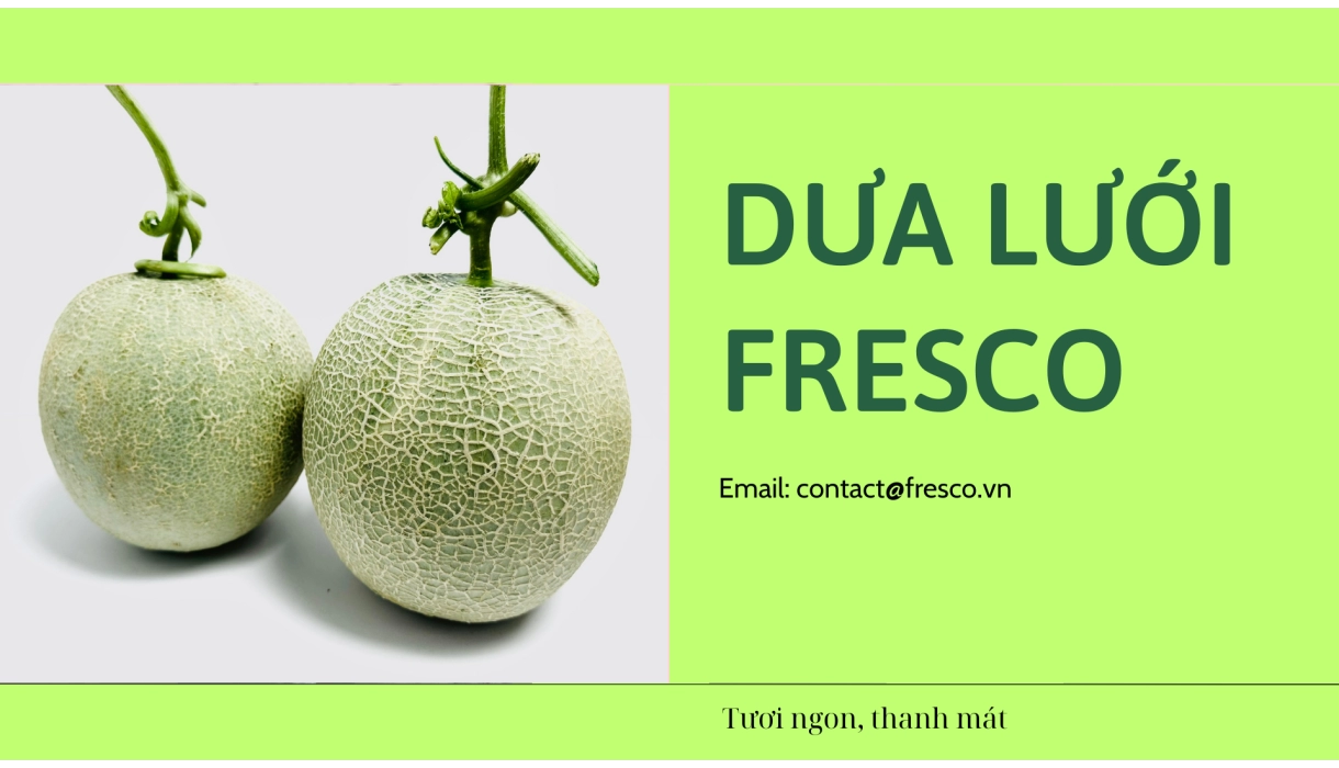 DƯA LƯỚI FRESCO