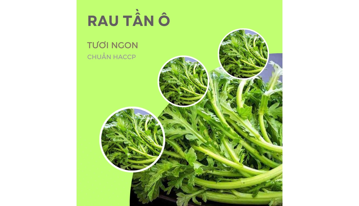 RAU TẦN Ô FRESCO