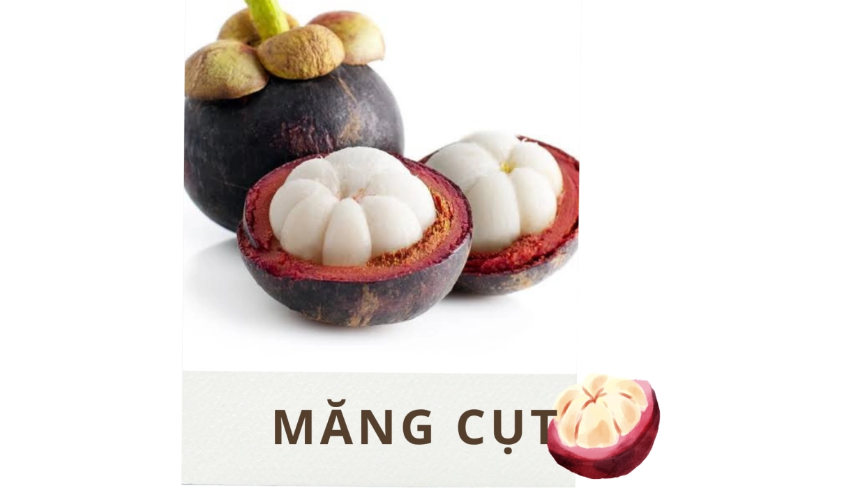 QUẢ MĂNG CỤT FRESCO